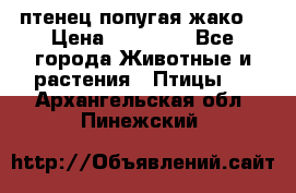 птенец попугая жако  › Цена ­ 60 000 - Все города Животные и растения » Птицы   . Архангельская обл.,Пинежский 